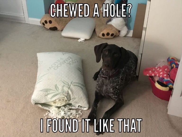 The 15 Funniest German Shorthaired Pointer Memes - Page 2 of 3 - PetPress