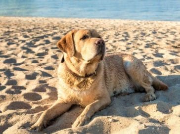 14 Reasons to Spend Your Vacations with Your Labrador - PetPress