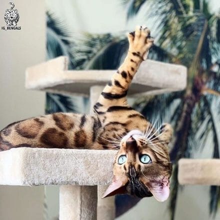 15 Brilliant Facts You Didn’t Know About Bengal Cats - PetPress