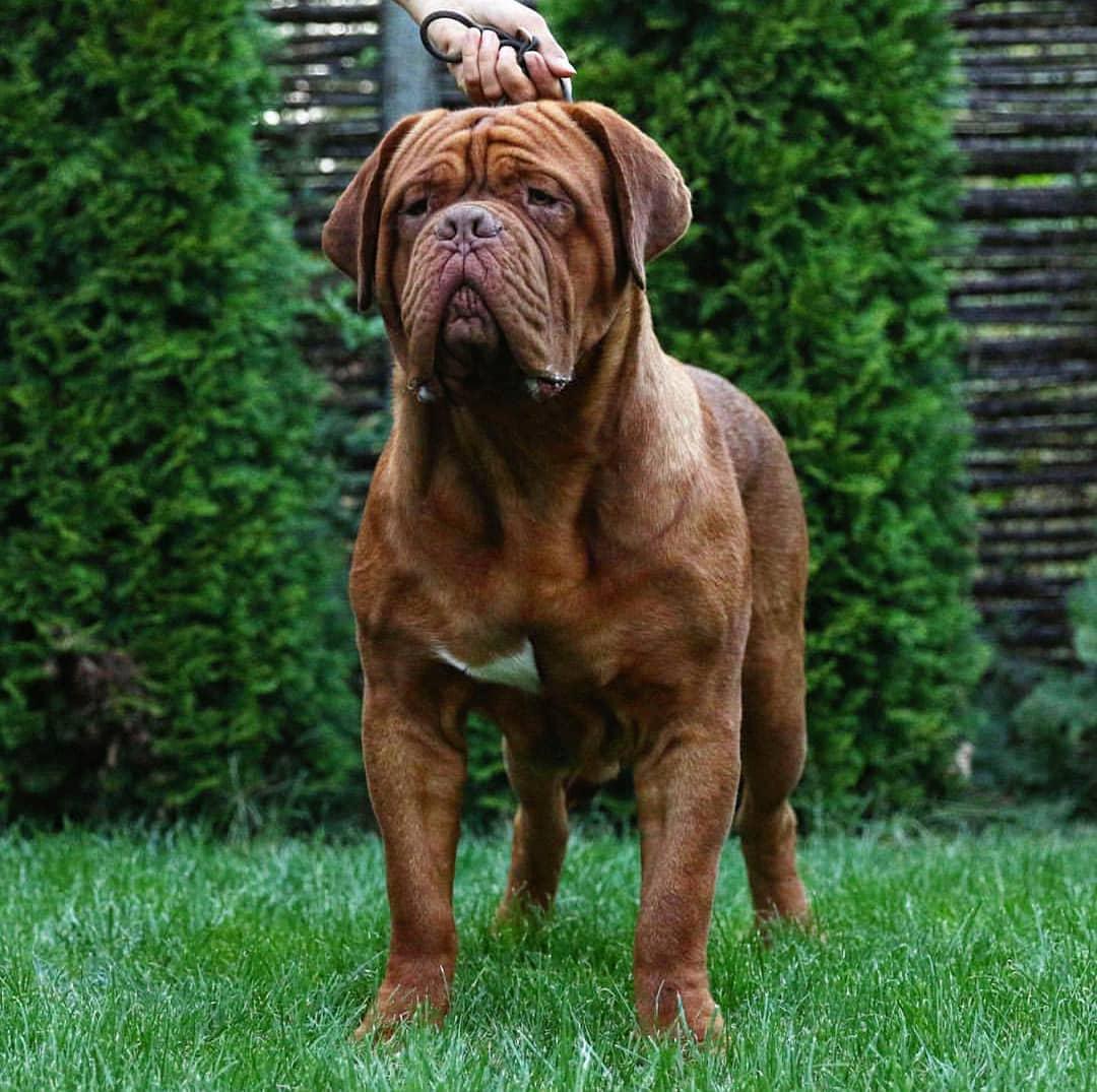 8 Largest Dog Breeds In The World - PetPress