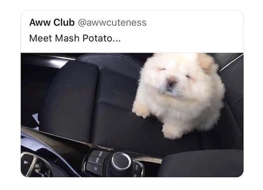 chow dog meme