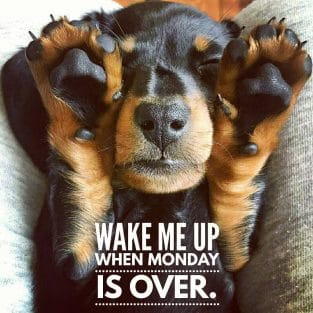 14 Best Dachshund Quotes and Sayings - PetPress