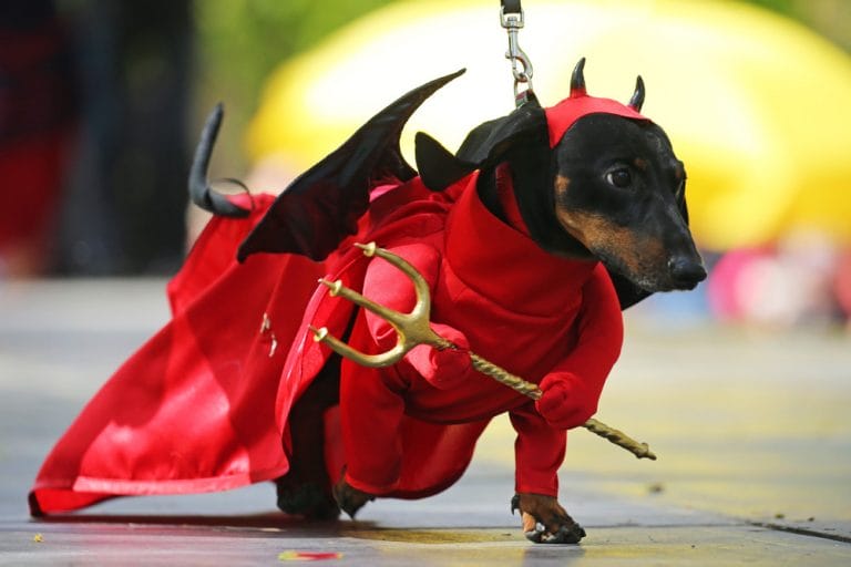 15 Best Halloween Costumes for Dachshunds PetPress