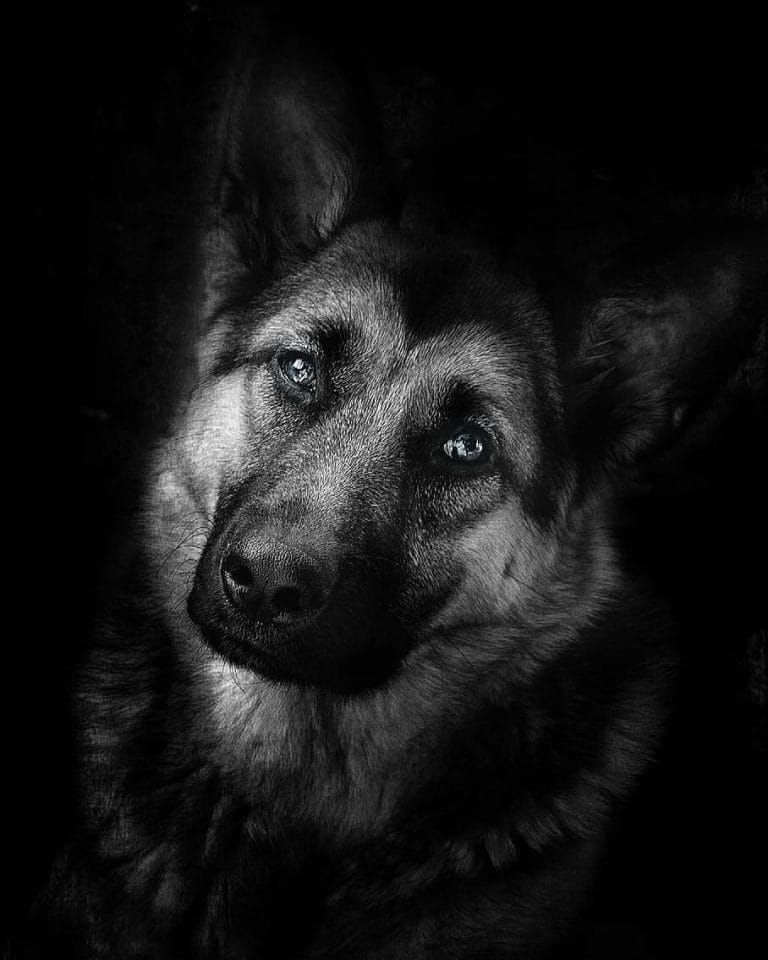 15 Cool Facts You Didn’t Know About German Shepherds - PetPress