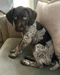 14 Things Only German Shorthaired Pointer Owners Understand - PetPress