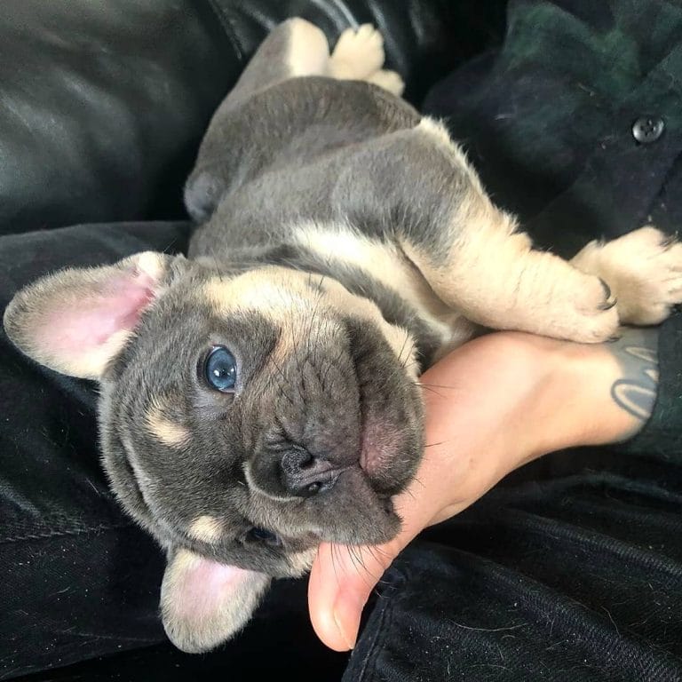 14 French Bulldog Pictures That Will Conquer Your Heart - PetPress
