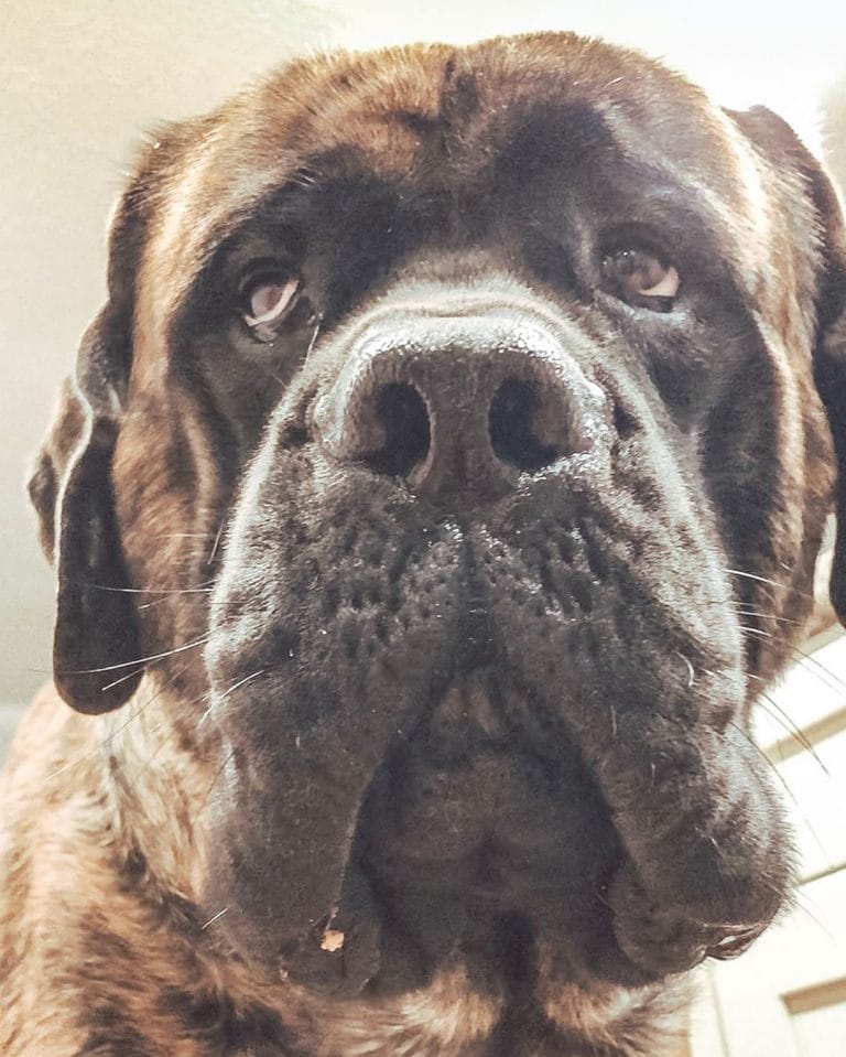 14 Fun Facts About the Big English Mastiffs - PetPress