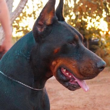 14 Cool Facts You Didn’t Know About the Doberman Pinscher - PetPress