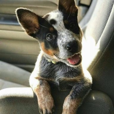 14 Truly Interesting Facts About Australian Cattle Dogs - PetPress