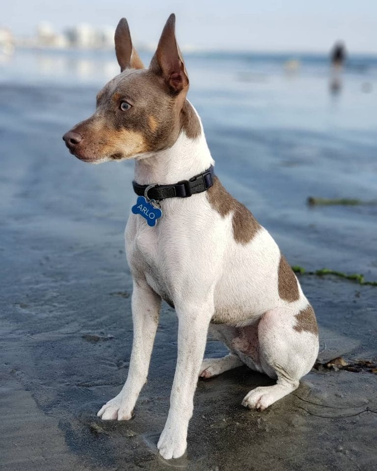 14 General Facts About Rat Terriers - PetPress