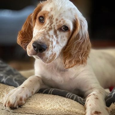 14 Things You Didn’t Know About the English Setter - PetPress