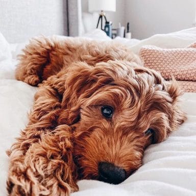 14 Amazing Facts About Goldendoodles - PetPress