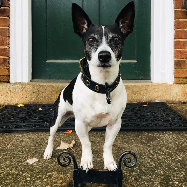 14 General Facts About Rat Terriers - PetPress