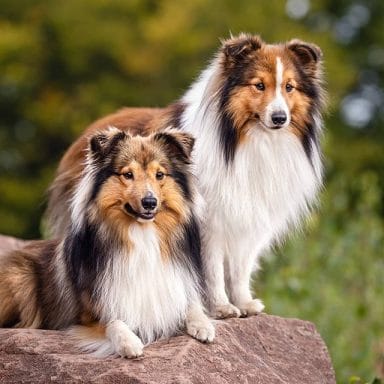14 Reasons Sheltie Owners Think They Are the Best in the World - PetPress