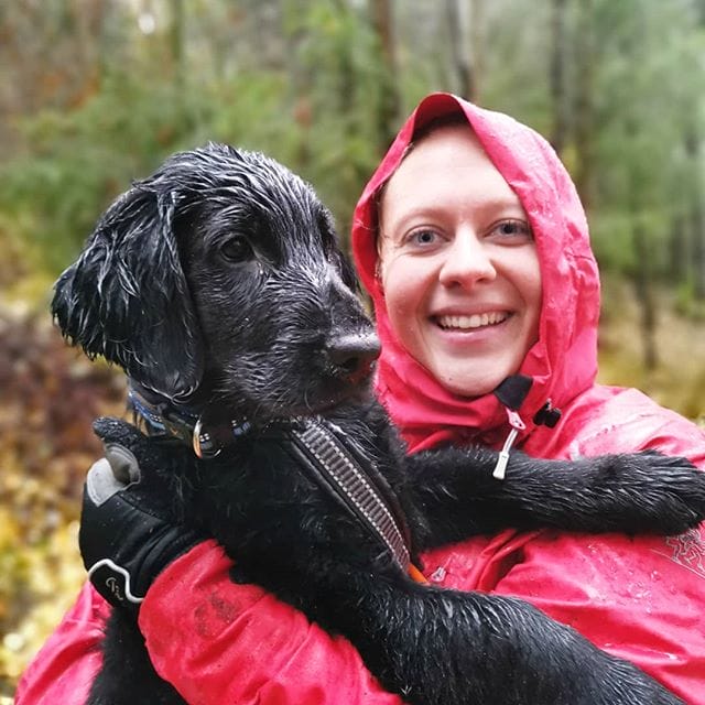 14 Interesting Facts About FlatCoated Retrievers PetPress