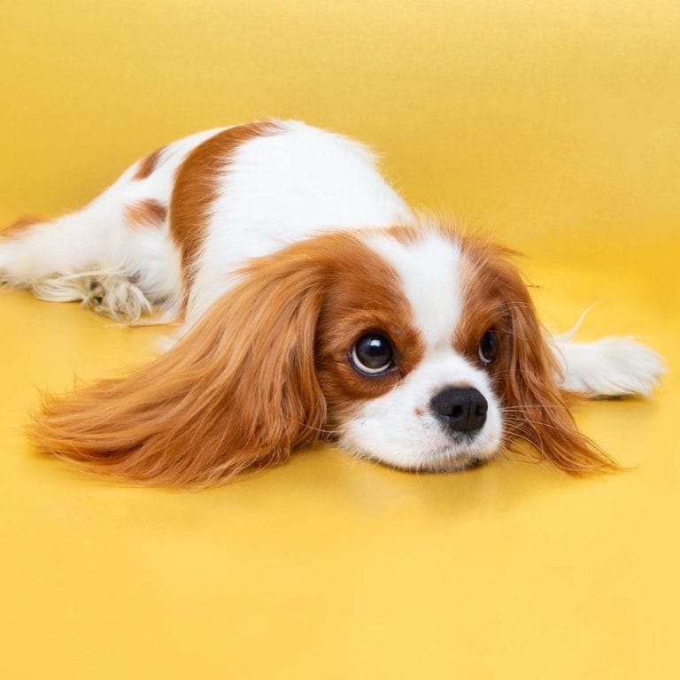 14 Gorgeous Cavalier King Charles Spaniels Who Have The Royal Blood ...