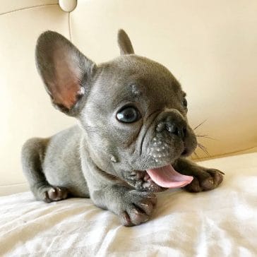 14 Mind Blowing Facts About French Bulldogs - PetPress