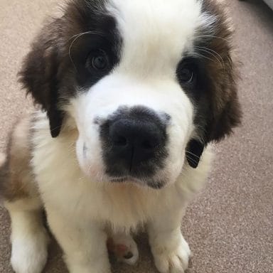 14 Cool Facts About Saint Bernards - PetPress