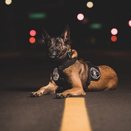 14 Facts About Belgian Malinoises And Why We Love Them - PetPress