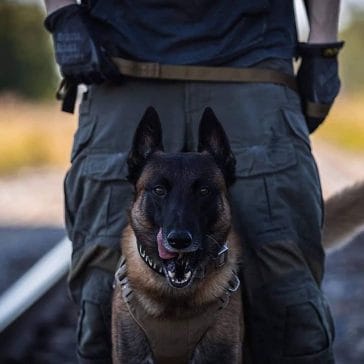 14 Facts About Belgian Malinoises And Why We Love Them - PetPress