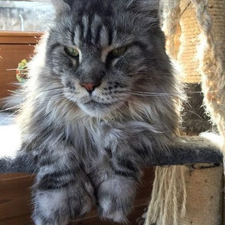 14 Fun Facts You Didn’t Know About Maine Coons - PetPress