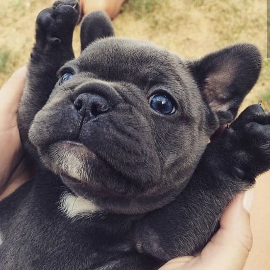 14 Mind Blowing Facts About French Bulldogs - PetPress