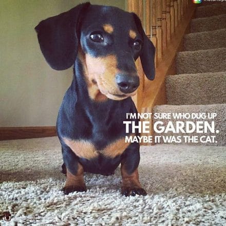 14 Best Dachshund Quotes and Sayings - PetPress