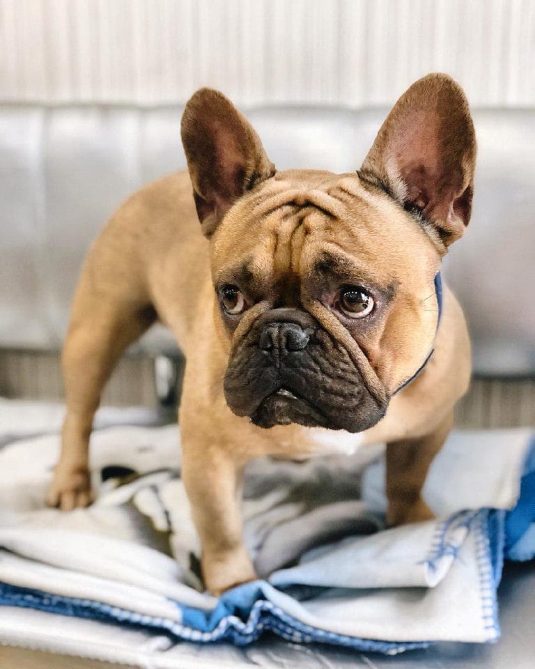 14 Emotions That Your French Bulldog Can Show - PetPress