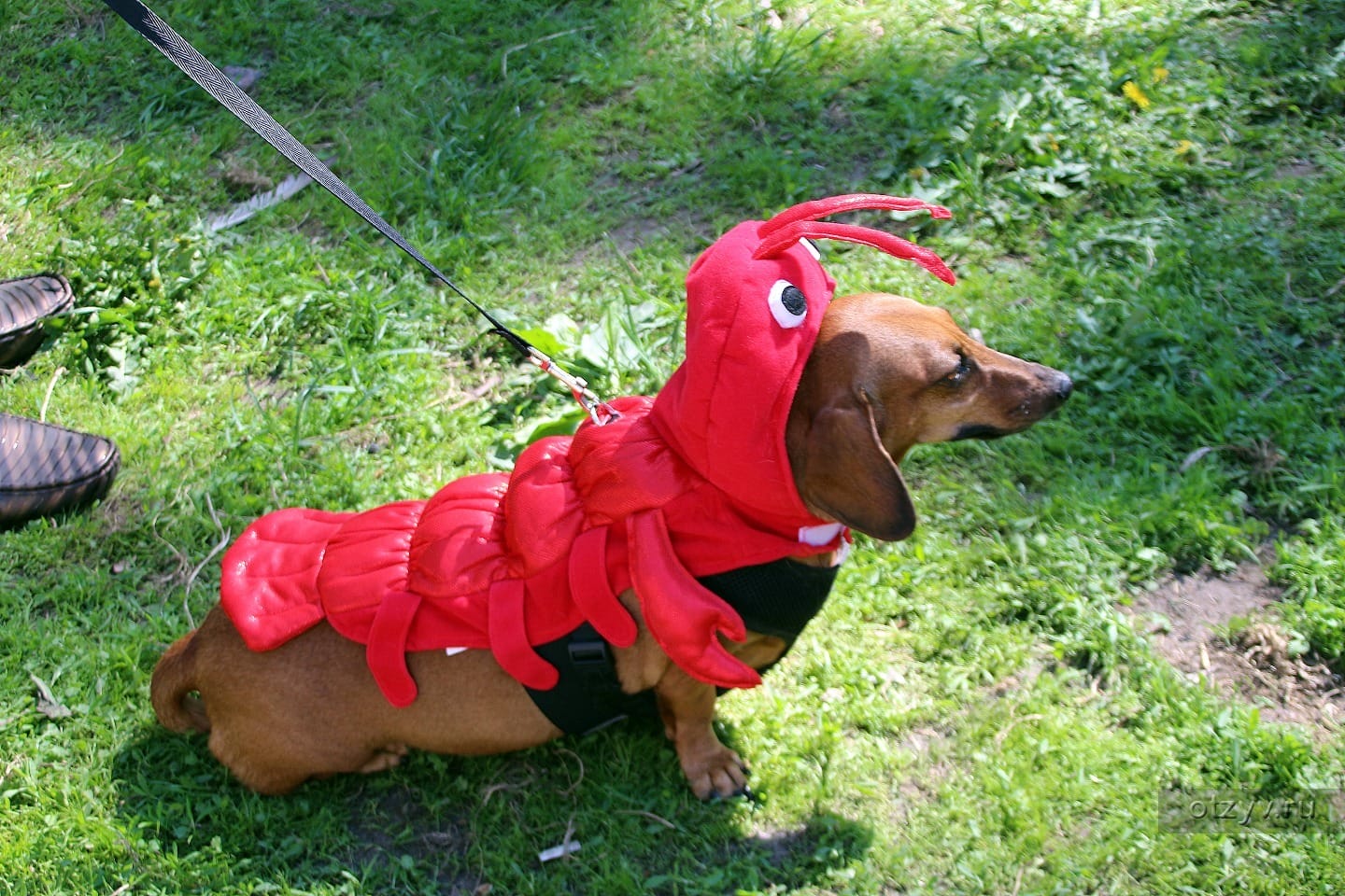 15 Best Halloween Costumes for Dachshunds PetPress