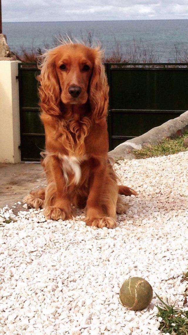 14 Reasons Why A Cocker Spaniel Should Be Your Best Companion Ever