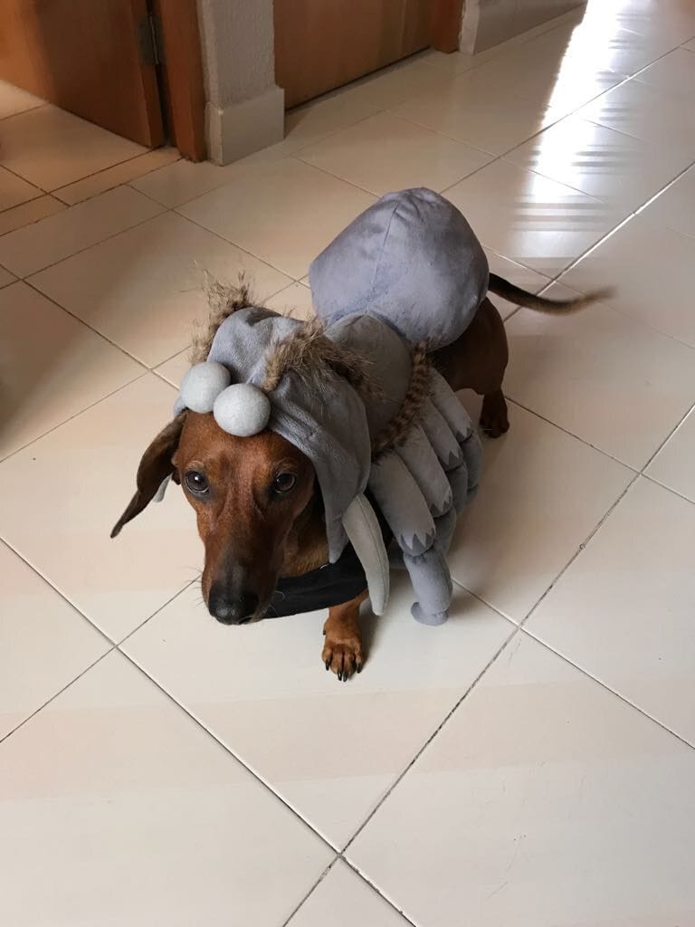 15 Best Halloween Costumes for Dachshunds PetPress