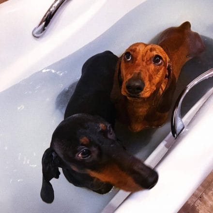 14 Reasons to Own a Dachshund - PetPress