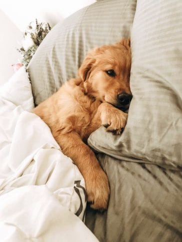 14 Things to Know Before You Get Golden Retrievers