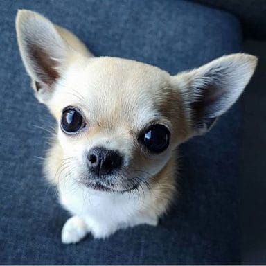 14 Chihuahua Nutrition Tips - Petpress