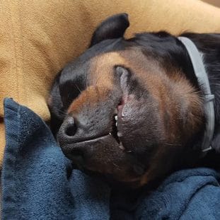 16 Funny Pictures of Rottweilers Sleeping in Hilarious Positions - PetPress