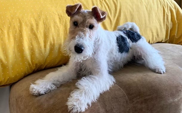 14 Things You Need To Know About Wire Fox Terriers - PetPress