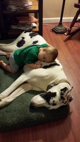 14 Photos That Prove Great Danes are Majestic - PetPress