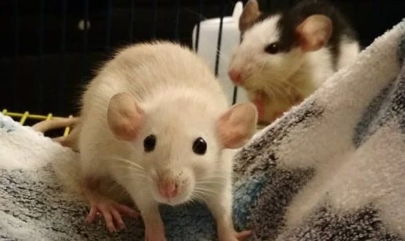 14 Rules For Keeping Fancy Rats At Home - PetPress