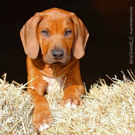 14 Cool Facts About Rhodesian Ridgebacks - PetPress