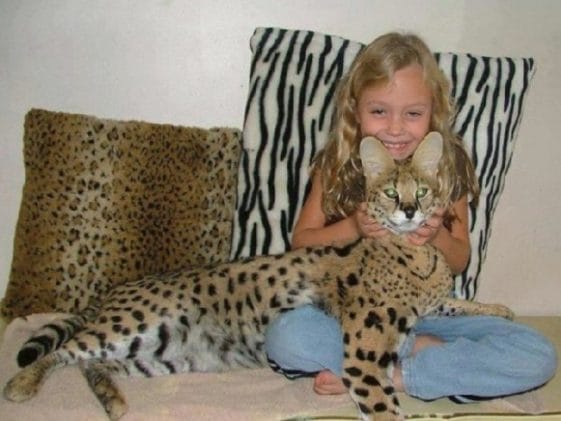 14 Incredible Facts About the “Home Leopard” Known As Safari Cat - PetPress