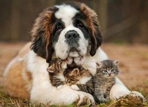 15 Funny Facts About Saint Bernards - PetPress