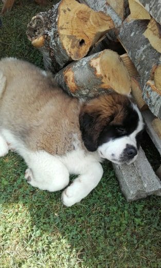 15 Funny Facts About Saint Bernards - PetPress