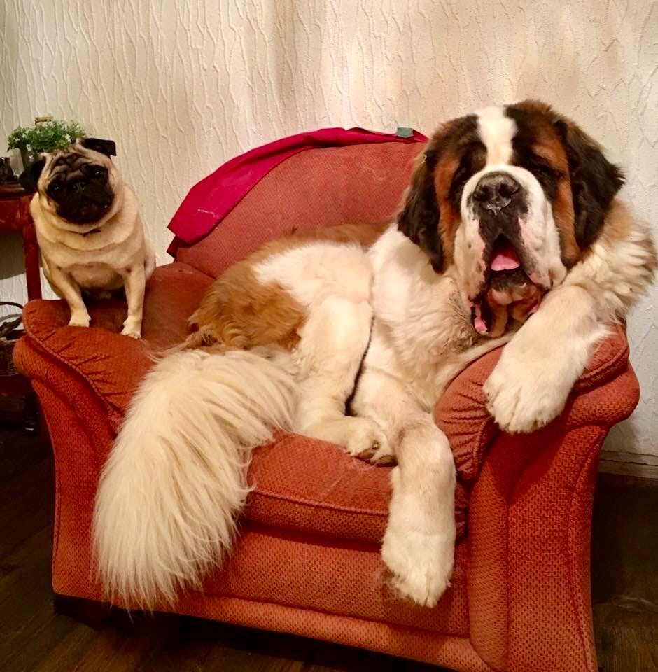 15 Funny Facts About Saint Bernards - PetPress