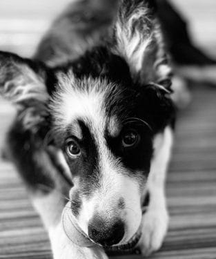 15 Main Characteristics Of The Border Collie Dog Breed - PetPress