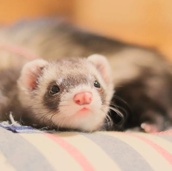 14 Pros and Cons to Consider of Having a Ferret as a Pet PetPress