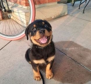 14 Amazing Facts About Rottweilers You Probably Never Knew - PetPress
