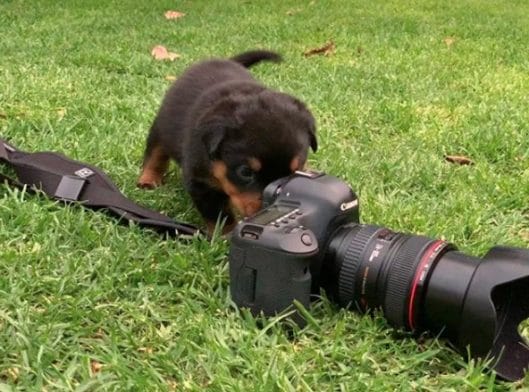 14 Cute And Funny Rottweiler Pictures - PetPress