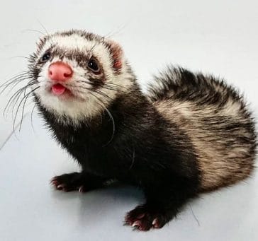 14 Pros and Cons to Consider of Having a Ferret as a Pet - PetPress