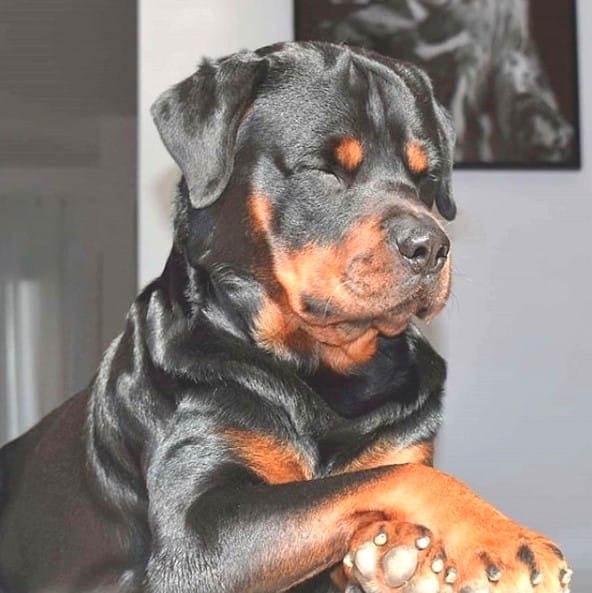 14 Amazing Facts About Rottweilers You Probably Never Knew - PetPress