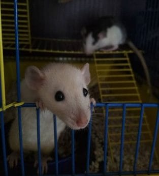 14 Rules For Keeping Fancy Rats At Home - PetPress